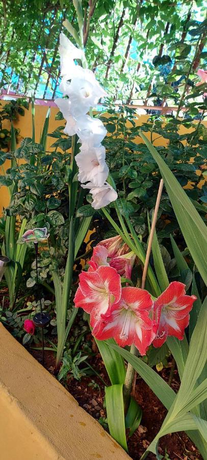 Casa Maestro Lelo - Acogedora Casa Rural Canaria Con Patios Y Jardines De Flores Las Palmas de Gran Canaria Zewnętrze zdjęcie